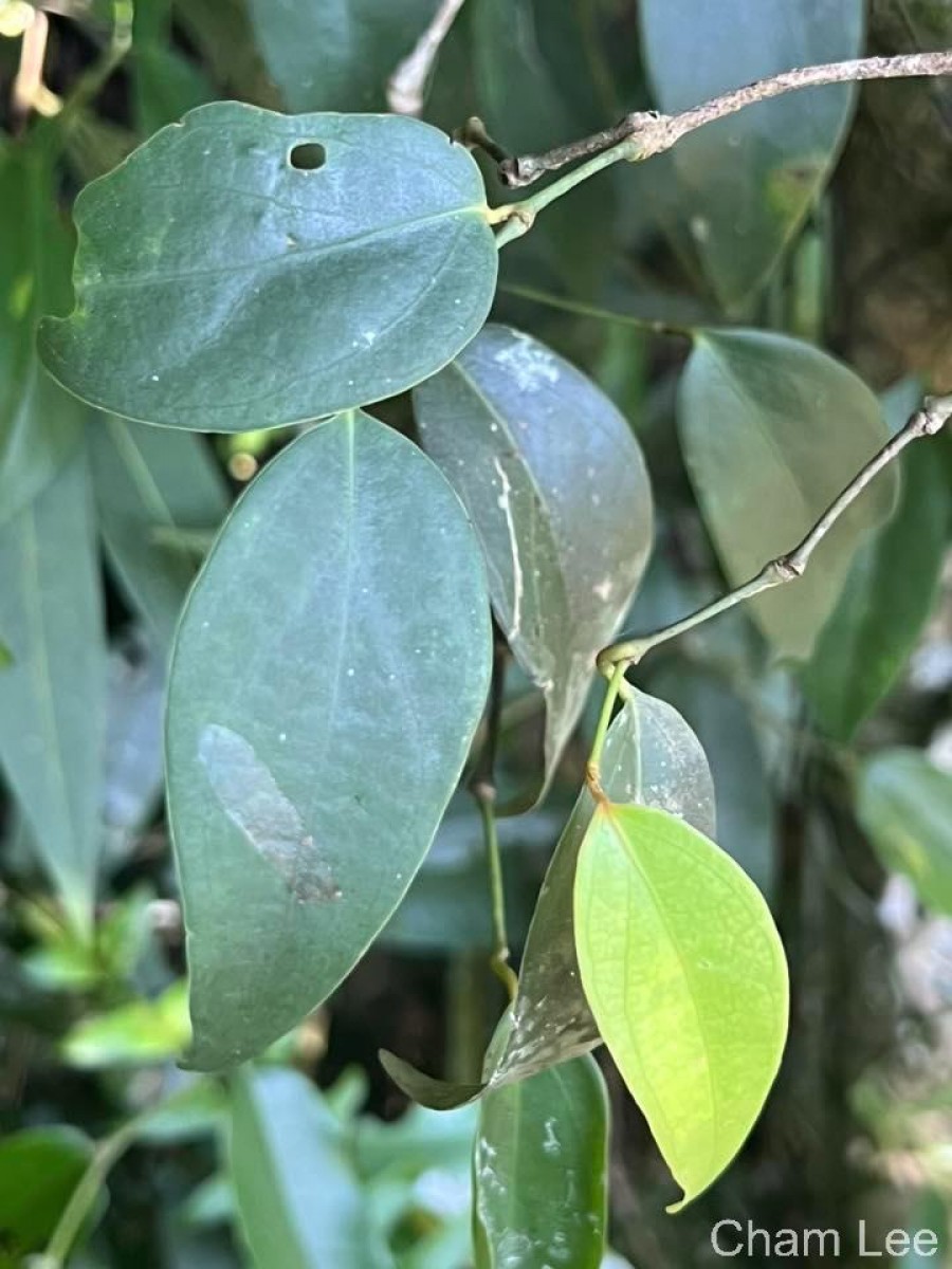 Piper trineuron Miq.